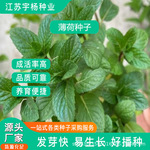 留兰香薄荷种子批发银丹草香薄荷荷兰薄荷青薄荷香花菜鱼香菜