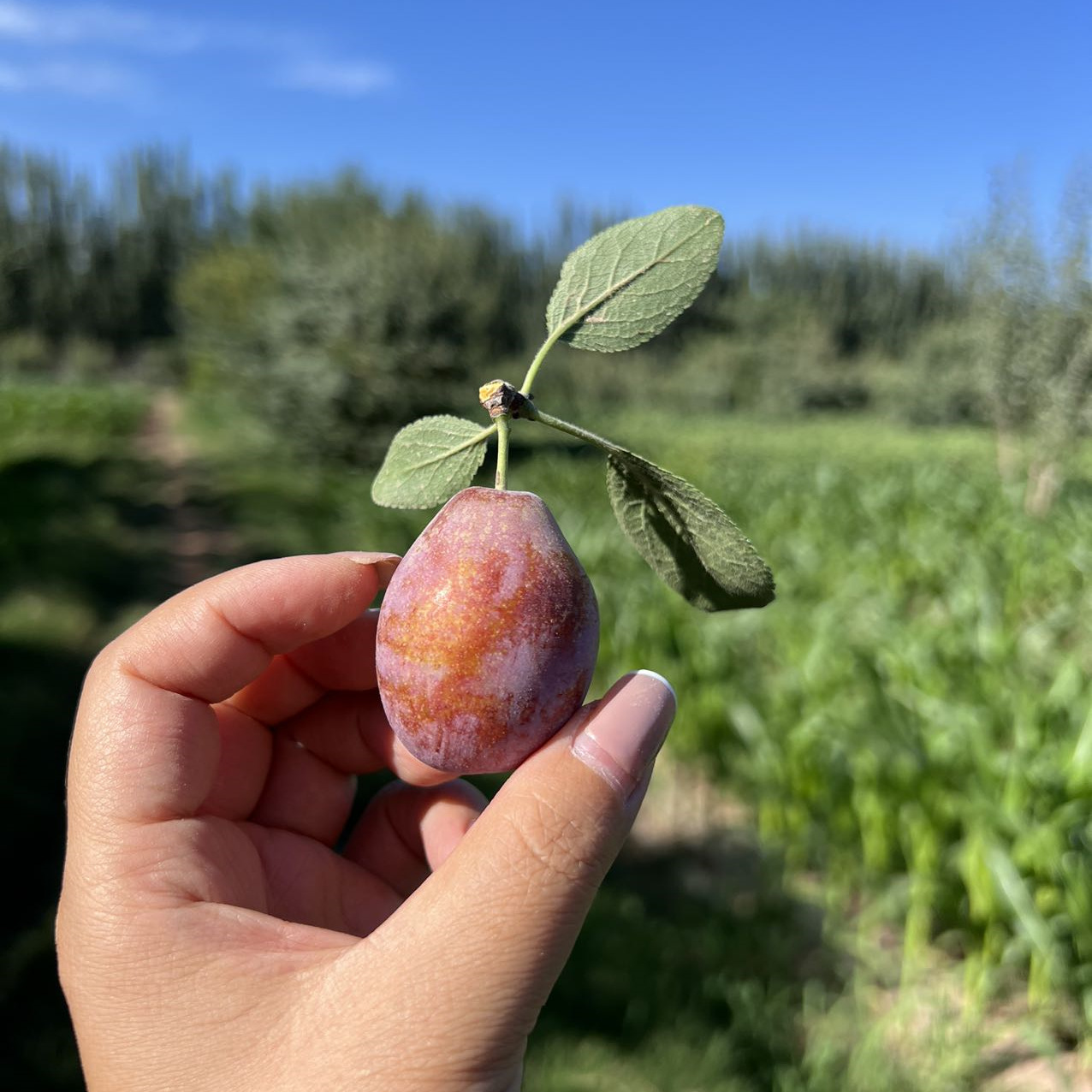 90186d13e3084c365763c41bf6be18