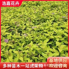 金焰绣线菊 花灌木 花坛花镜绿化 园林景观植物金山绣线菊小苗