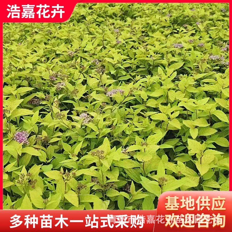 金焰绣线菊 花灌木 花坛花镜绿化 园林景观植物金山绣线菊小苗