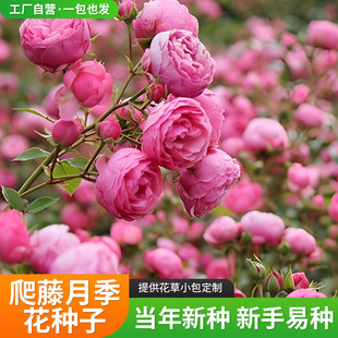 �ļ����N�_���¼�����ֲ�ﻨ������ͥԺ���ܷN�������Nޱ���N����