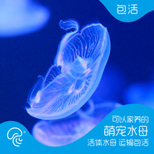 ����ˮĸ���w�^�p�����ˮĸ���������ɫ͸���p�����{��ˮ����