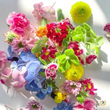 ✅新鲜摆盘装饰花草酒店西餐蛋糕烘培凉菜寿司装饰点缀三色堇清香