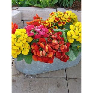 Portulacaria Seeds Are Sown and Bloomed in All Seasons, Outdoor Balcony Courtyard Potted Seeds, Dwarf Landscape Cold-Resistant Flower Seeds