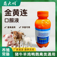 金黄连口服液兽用浓缩型鸡鸭鹅猪牛羊通用金银花液态粗提物