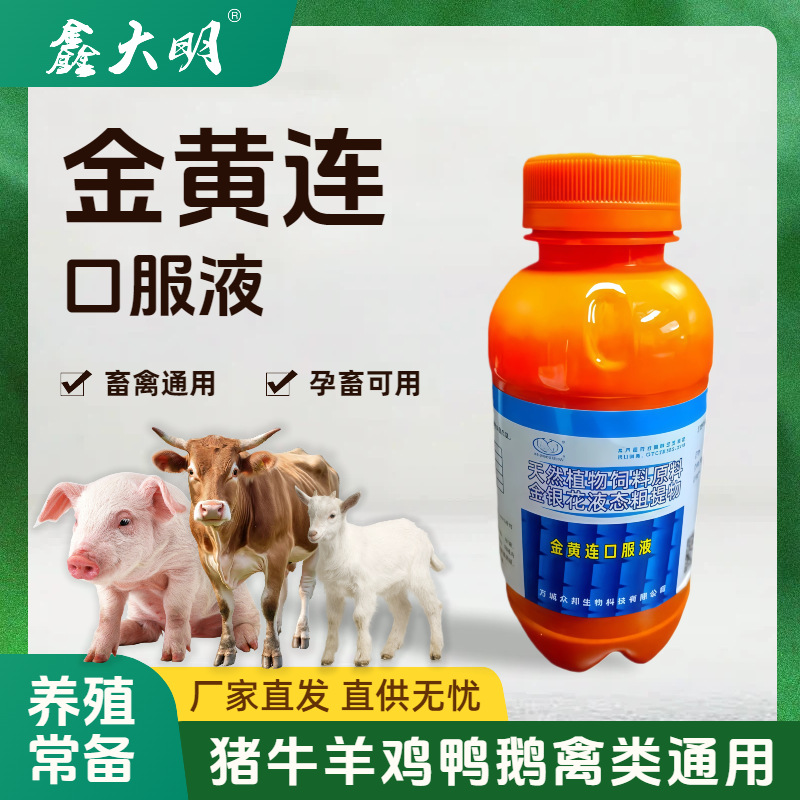 金黄连口服液兽用浓缩型鸡鸭鹅猪牛羊通用金银花液态粗提物