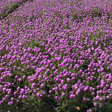 千日红种子千日紫花种籽子易活一年四季播种开花室外花孑庭院绿化