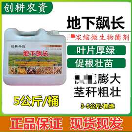 创耕地下飙长枯草地衣芽孢杆菌肥大中微量元素大姜土豆莲藕膨大素