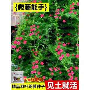 ���~�\�}���N�������ٻ���ֲ������ǻ��ļ��_���׻�ͥԺ�̨����