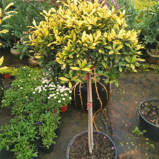 �S���۹����԰����ǪM�ڶ�����~��ľ���Rֲ���͟��ͺ�������