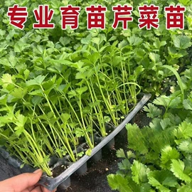 盆栽;种子;树苗