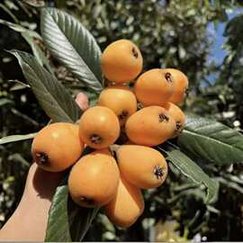 现摘现发新鲜枇杷水果代发当季爆甜枇杷大果整斤现货批发