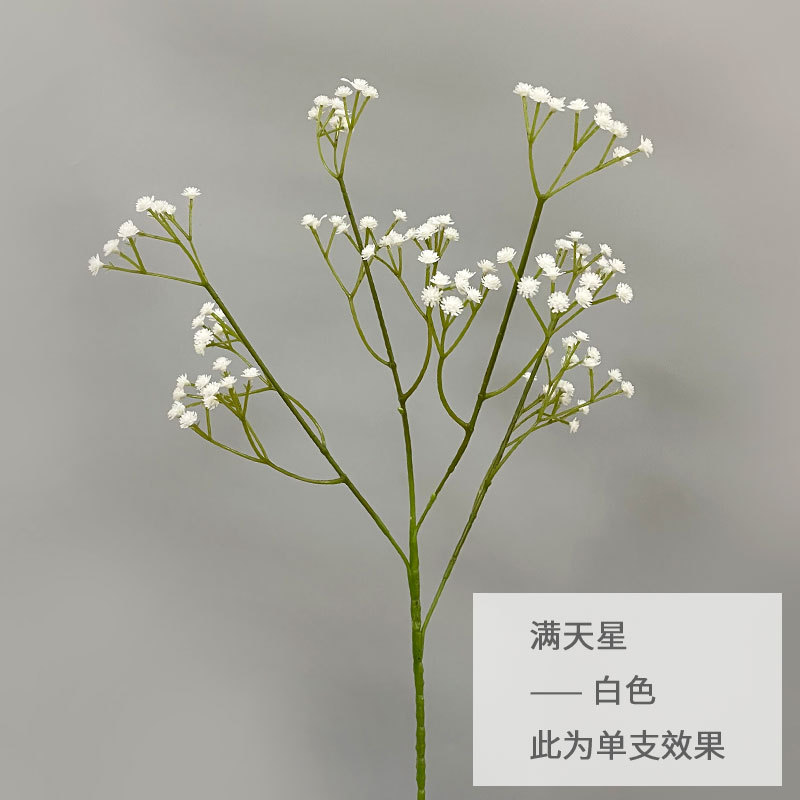 화이트