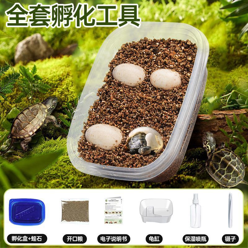 [거북알 4개 + 거북이 사육탱크] 무료 부화장비 교육