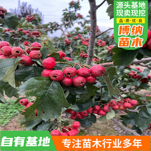 ����Y���ϱ����ͺ��Nֲ�����ɽ高��������Ұɽ��tˮ�������