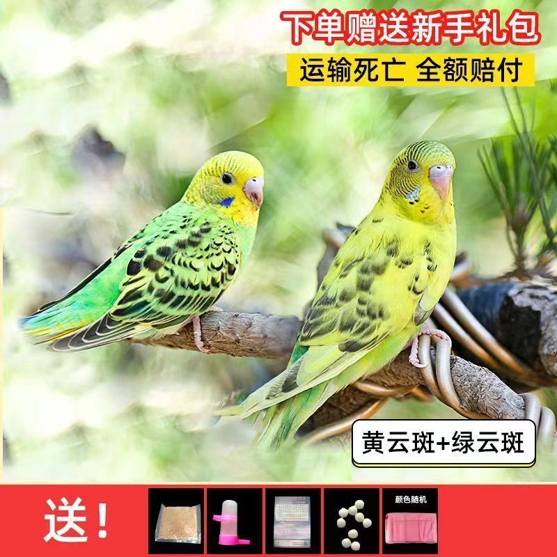 大头鹦鹉虎皮金彩可教说话可繁殖宠物鸟送运输笼鸟粮大礼包包邮厂|undefined