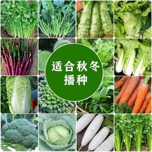 ���N�߲˷N���r���̨ͥԺ���N��������m���ﶬ���߲˷N��