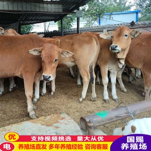 �����Sţ��ţ�كr�� �����SţƷ�N��ţ���� Сţ�ٶ���