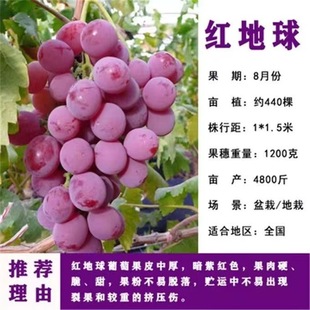 Supply of Red Grape Seedlings 0.5 or Above First-Class Seedlings Red Grape Grafted Grape Seedlings Qingdao Shandong Red Earth Grape