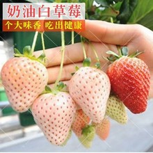 丹东99奶油大草莓种籽四季花种籽子草莓苗种植蔬菜种孑花卉种子