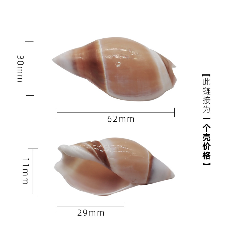 3-4cm 게에 적합한 x20 드래곤 동굴 총알 달팽이