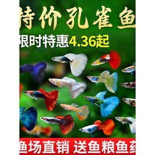 ��ȸ�~�Ꭷ�~С���^�p�~��Ʒ���B�ˮ�~��ֳ��ĸ�R�ḁ���Pβ�~