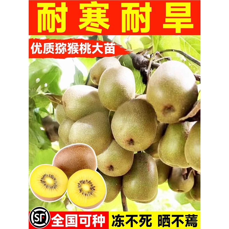 正宗猕猴桃树果苗红心绿心软枣嫁接南北四季种植盆栽地栽当年结果