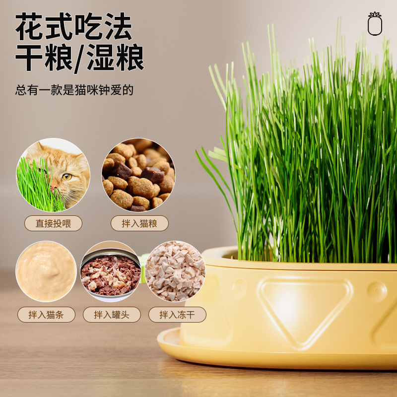 Caja de hierba de gato de piña original sin suelo diseño de capas hidropónicas para promover la digestión y el cultivo de la caja de hierba de gato