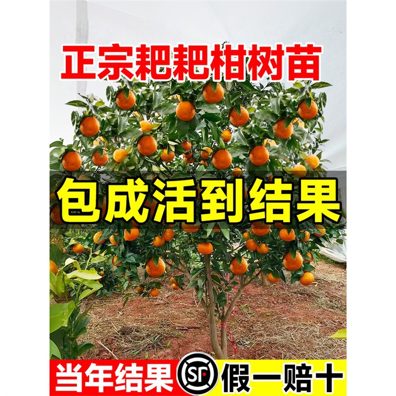 正宗四川春见耙耙柑树苗嫁接果树粑粑柑沃柑丑橘南北方种植水果苗