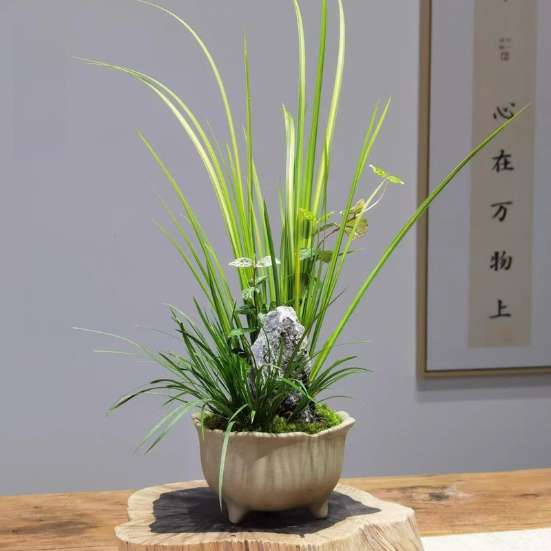 Golden Moonwort Bonsai, Hydroponic Seedlings, Tiger Whisker, Small-Leaf Mugwort, Fish Tank Landscaping, Indoor and Outdoor Green Plants, Micro-Landscape Golden Moonwort Bonsai, Hydroponic Seedlings, Tiger Whisker, Small-Leaf Mugwort, Fish Tank Landscaping, Indoor and Outdoor Green Plants, Micro-Landscape