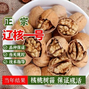 �޽Ӻ��Ҙ���������ϱ����Nֲɽ������8518���Ա�����Ƥ����Y��