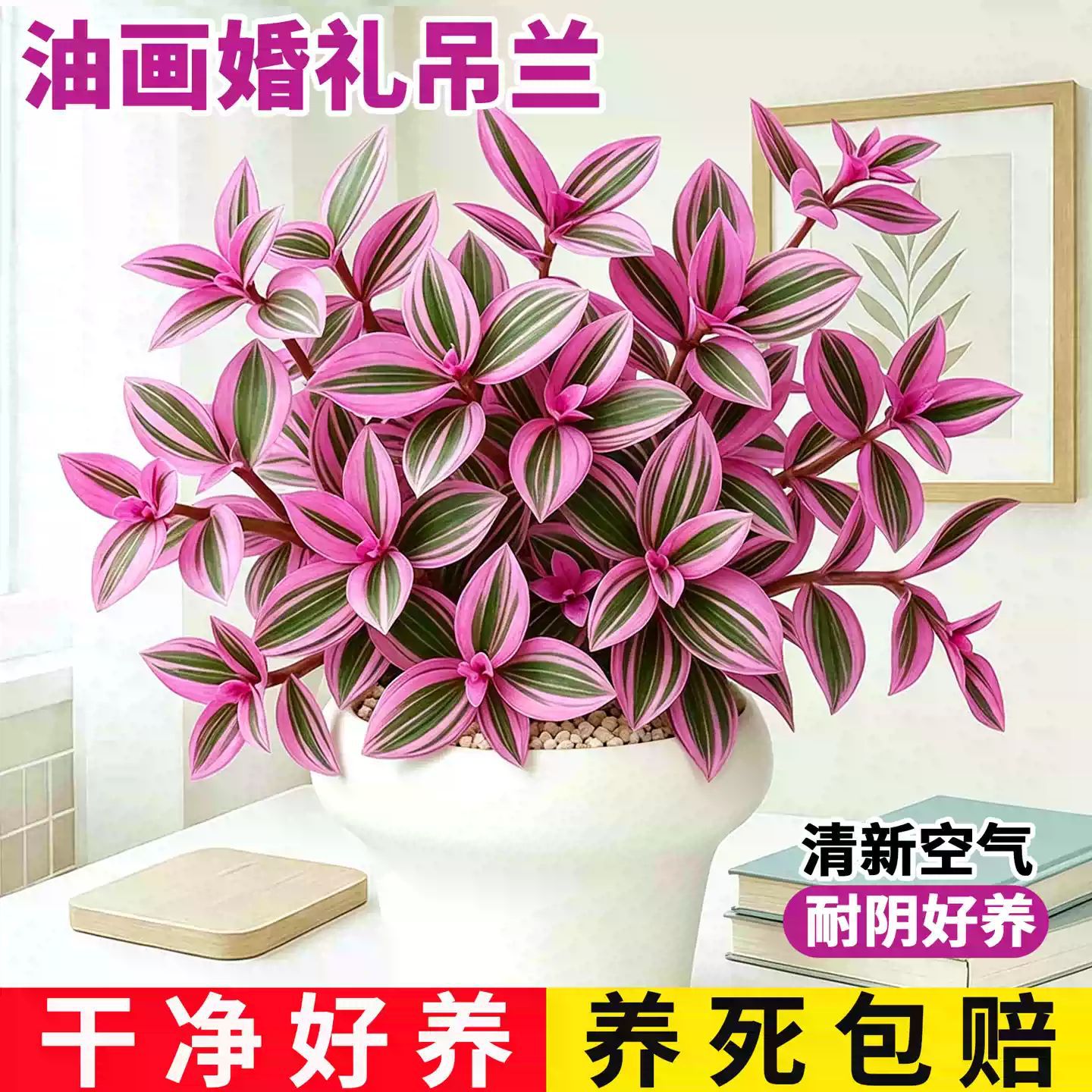 Oil Painting Wedding Hanging Orchid Potted Plant Indoor Easy-Care Colorful Leaf Succulent Ornamental Flower Office Desktop Green Plant Hardy
