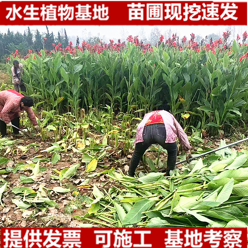 水生美人蕉花苗矮生水生花卉红色黄色河道浮岛挺水植物水生植物