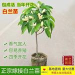 四季开花浓香型白玉兰室内外盆栽带花苞嫁接白兰花黄玉兰花卉老桩