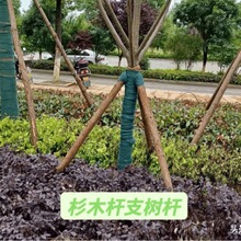 ɼľ�U��ľ��ԭľ�U�@�־G��֧�ΗU�߉������o�ӵ���ľ