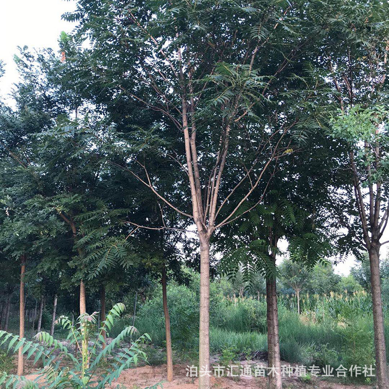 椿树 工程绿化苗木椿树 椿树苗 大棚露天可种植 香椿树 椿树-阿里巴巴