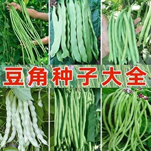 特长豆角豇豆扁豆荷兰豆种子四季豆籽高产豌豆新品种蔬菜种子大全