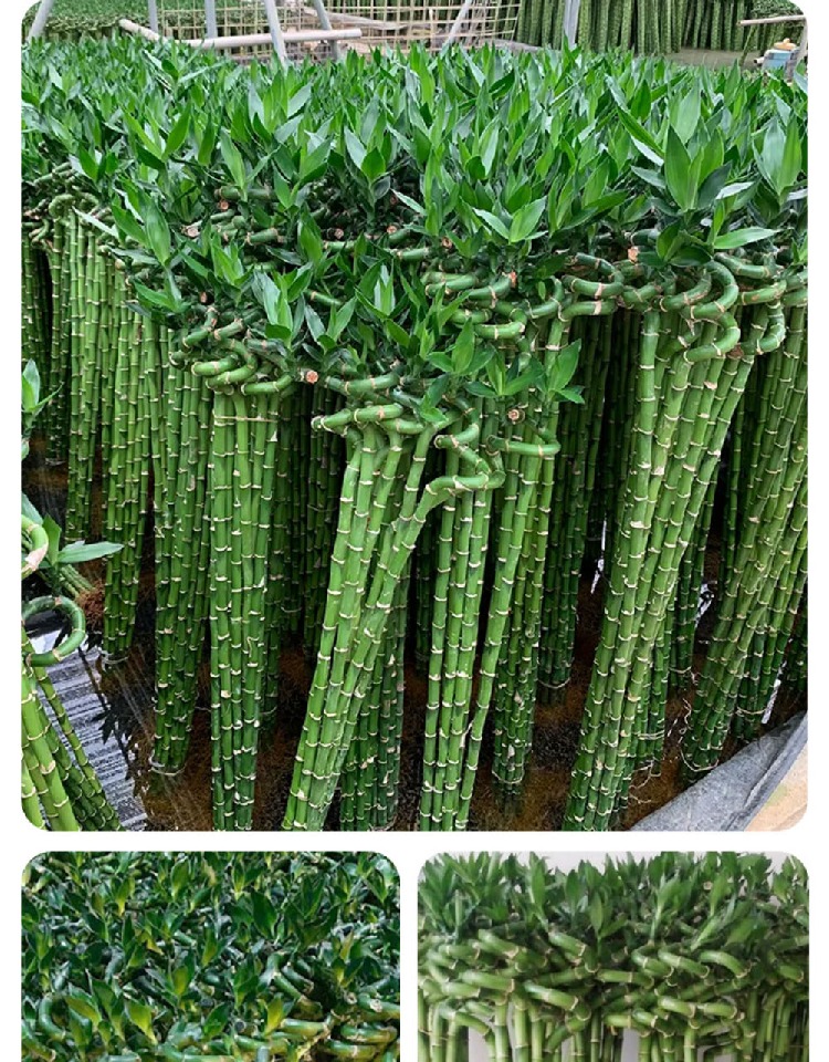 带根转运竹水培富贵竹植物开运竹水养客厅弯竹子盆栽招财室内植物-阿里巴巴