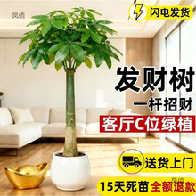 发财树粗杆净化空气绿植大发财树盆栽大客厅办公室室内外盆景客厅