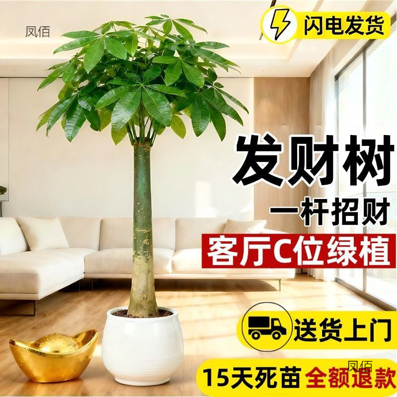 发财树粗杆净化空气绿植大发财树盆栽大客厅办公室室内外盆景客厅