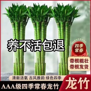 ���񎧸��ˮ�B�҃ȿ͏d�^�����Ĳ��񎧸������ش�̖���F�����S