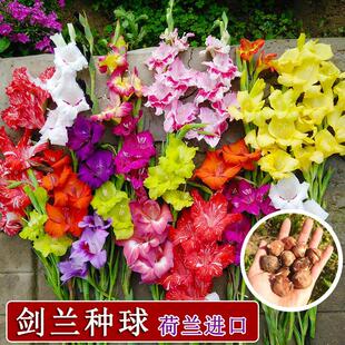 Gladiolus Gladiolus Imported from the Netherlands Outdoor Balcony Courtyard Orchid Potted Flowers