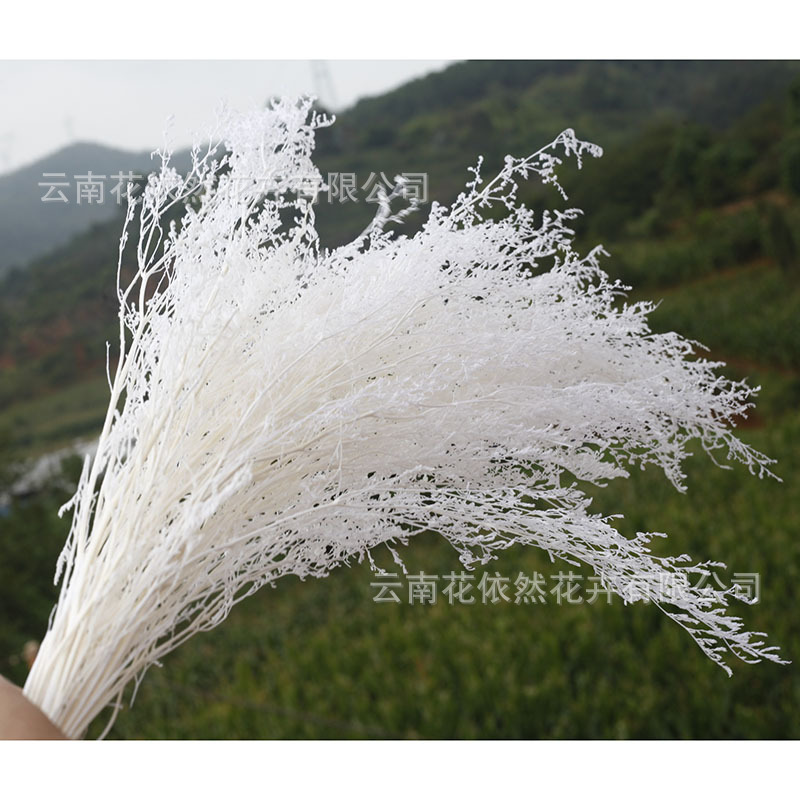 Flor seca Flor eterna Gypsophila Bola de oro No me olvides Flor seca Rosa hoja de eucalipto Pine Fruit Lover Grass al por mayor