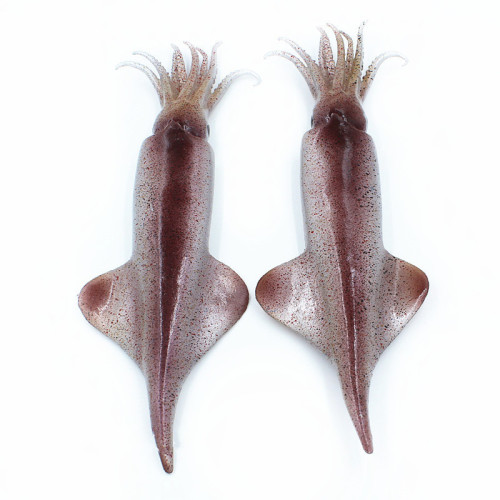 PVC simulation food dishes, aquatic products, seafood models, fake squid, export creative ornaments, live broadcast shooting props