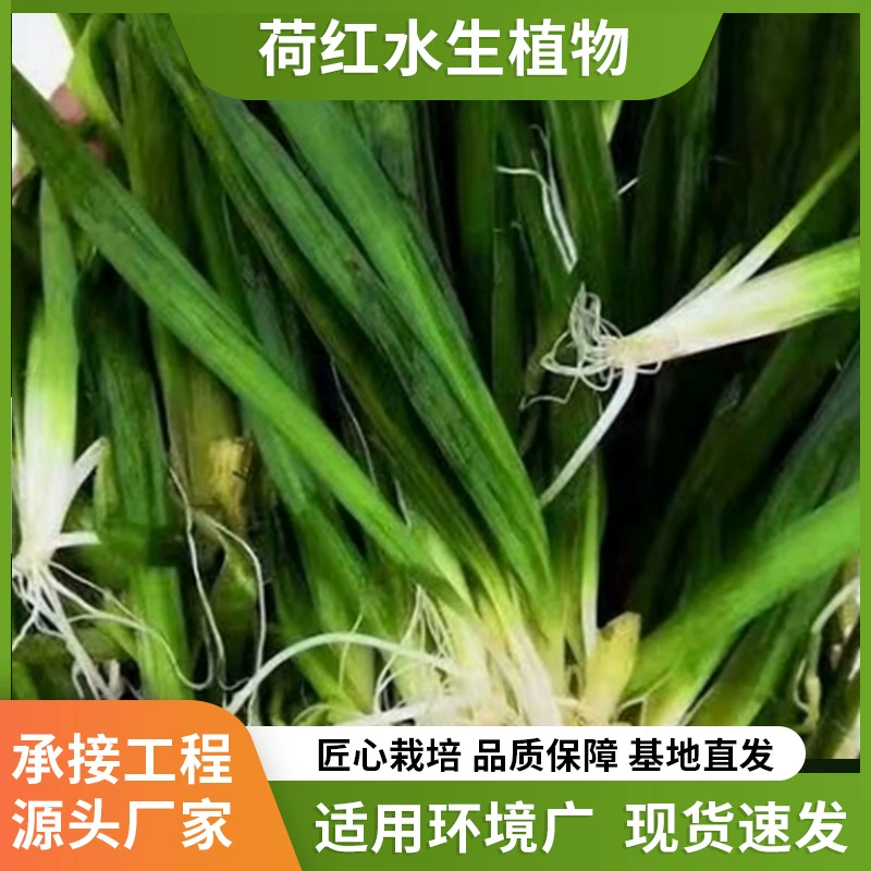 Оптовая база для озеленения болот, украшения рек, посадки водных растений во дворах для очистки качества воды, рассада травы соломенного перечневого водоросля.