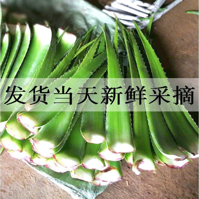 15년 뷰티 블레이드: 1.0kg팩, 무료 스크래핑 빗