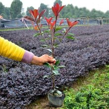 出售 红叶石楠苗 大杯 红叶石楠价格 四季常青 仟花轩