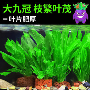 ˮ��ֲ���~���쾰��Ź�ˮ�����ˮ��ֲ�����ˮ�|����Ź�ˮ��
