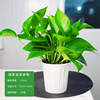 180 Green Loostel Popular Flower Wholesale Hydroponic Green Ruluo indoor green plants small green pupa removed formaldehyde small potted plants