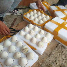 12枚新鲜土鹅种蛋农家散养鹅蛋整箱批发厂家供应农家杂粮喂养鹅蛋